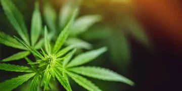 Cannabis - Reprodução/iStock