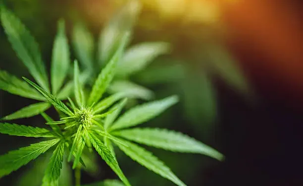 Cannabis - Reprodução/iStock