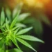 Cannabis - Reprodução/iStock