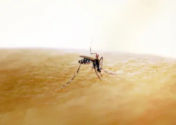 Chikungunya - Reprodução