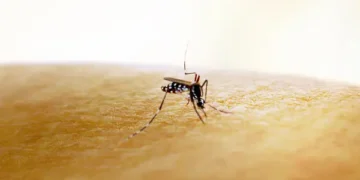 Chikungunya - Reprodução