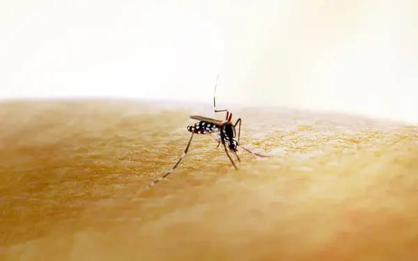 Chikungunya - Reprodução