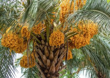 fruta