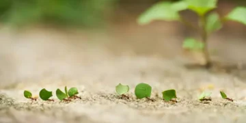 Formiga - Reprodução/iStock