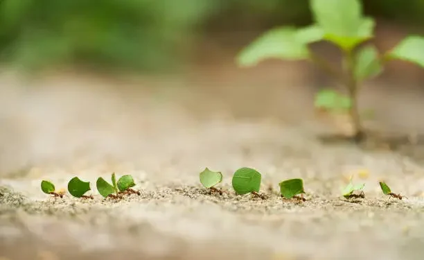 Formiga - Reprodução/iStock