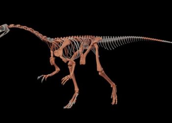 Fóssil pode se tornar uma referência para o estudo da evolução inicial dos sauropodomorfos (Imagem: CONICET/Divulgação)