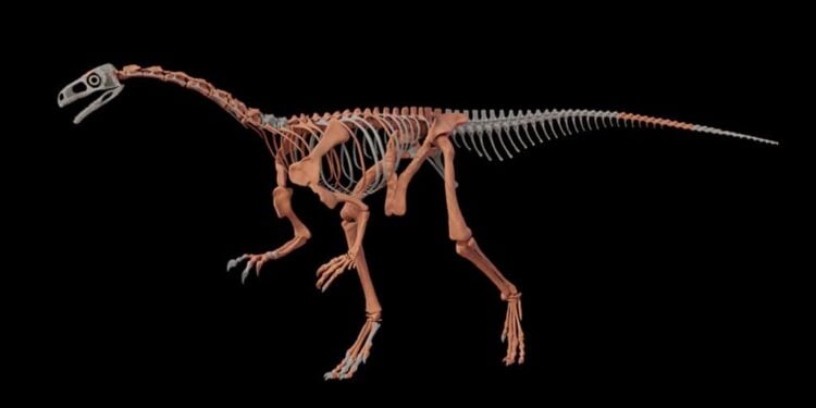 Fóssil pode se tornar uma referência para o estudo da evolução inicial dos sauropodomorfos (Imagem: CONICET/Divulgação)