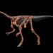 Fóssil pode se tornar uma referência para o estudo da evolução inicial dos sauropodomorfos (Imagem: CONICET/Divulgação)
