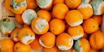 Mofo na fruta - Reprodução