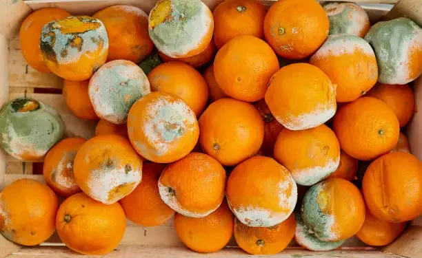 Mofo na fruta - Reprodução