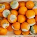 Mofo na fruta - Reprodução