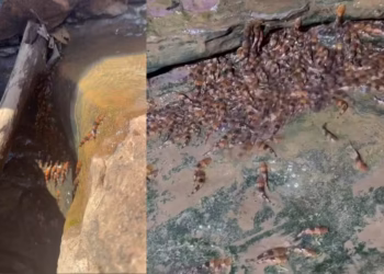 Peixes podem escalar cachoeiras de até 4 metros - Imagem: Divulgação/Manoela Marinho