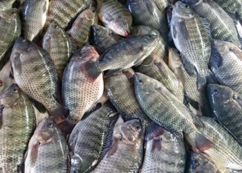 Peixe muito consumido por brasileiros corre risco de sumir das mesas - Imagem: Divulgação/PeixeBR