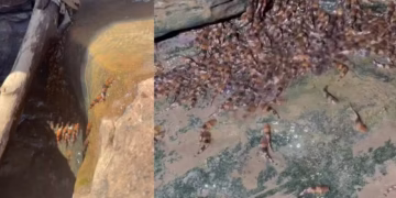 Peixes podem escalar cachoeiras de até 4 metros - Imagem: Divulgação/Manoela Marinho