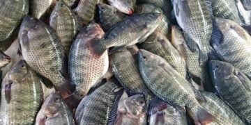 Peixe muito consumido por brasileiros corre risco de sumir das mesas - Imagem: Divulgação/PeixeBR