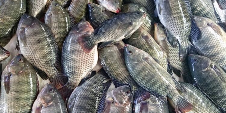 Peixe muito consumido por brasileiros corre risco de sumir das mesas - Imagem: Divulgação/PeixeBR
