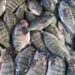 Peixe muito consumido por brasileiros corre risco de sumir das mesas - Imagem: Divulgação/PeixeBR