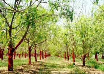Planta considerada milagre pode dar frutos toda hora - Imagem: Divulgação/Redes Sociais