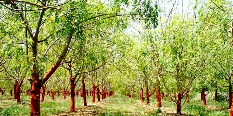 Planta considerada milagre pode dar frutos toda hora - Imagem: Divulgação/Redes Sociais
