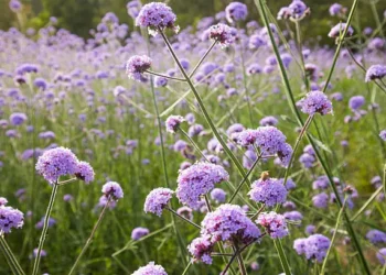 Verbena officinalis - Reprodução/iStock