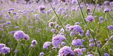 Verbena officinalis - Reprodução/iStock