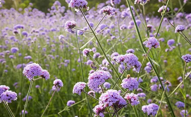 Verbena officinalis - Reprodução/iStock
