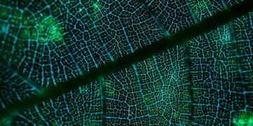 Tecnologia naturais criadas antes da humanidade que a ciência só descobre agora