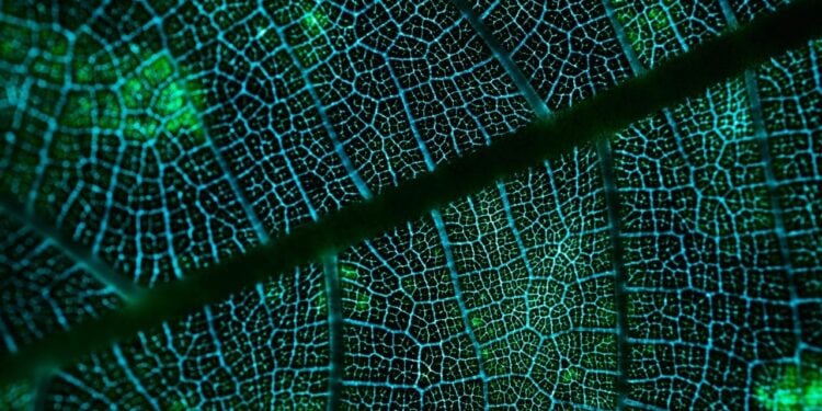 Tecnologia naturais criadas antes da humanidade que a ciência só descobre agora