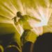 Estudo revela que músicos famosos vivem menos tempo por causa do estilo de vida