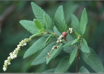 Cordia verbenacea - Reprodução