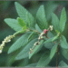 Cordia verbenacea - Reprodução