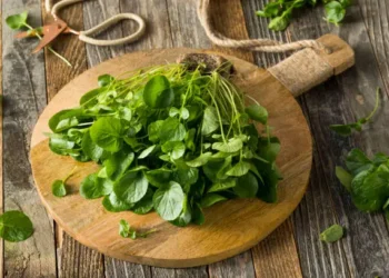 vegetal