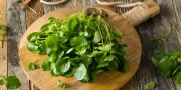 vegetal