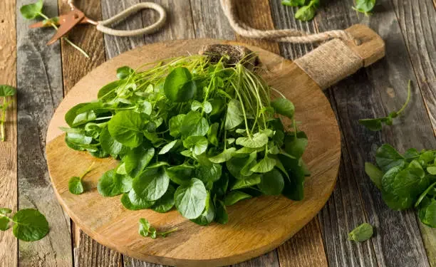vegetal