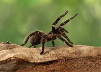 aranha