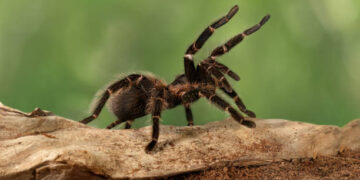 aranha