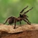 aranha
