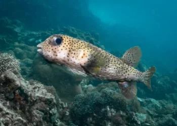 peixe