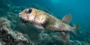 peixe