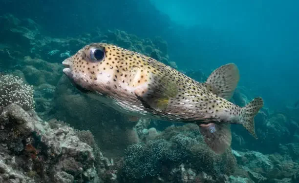 peixe