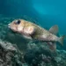 peixe