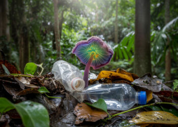 Fungo da Amazônia