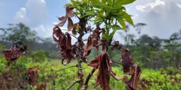 Produtores estão perdendo muito dinheiro com fungo destruidor - Imagem: Divulgação/Ministério Público do Pará