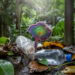 Fungo da Amazônia