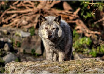 Descoberta intrigante com lobos pode mudar o que sabemos sobre eles - Imagem: Pixabay