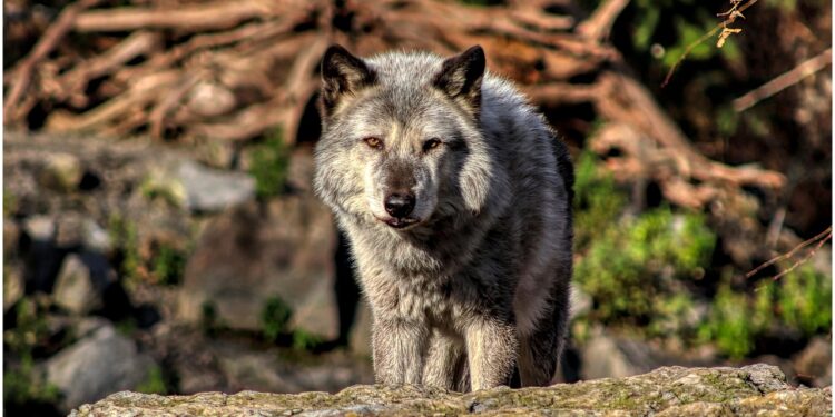 Descoberta intrigante com lobos pode mudar o que sabemos sobre eles - Imagem: Pixabay