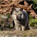 Descoberta intrigante com lobos pode mudar o que sabemos sobre eles - Imagem: Pixabay