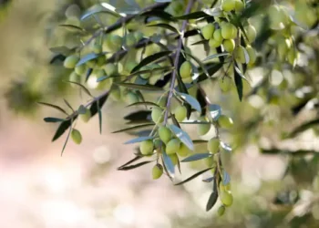 Oliveira - Reprodução/iStock