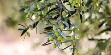 Oliveira - Reprodução/iStock
