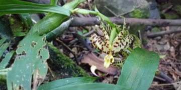 Planta brasileira que havia sumido ressurge pela 1ª vez em Minas Gerais - Imagem: Divulgação/Prefeitura de Ubá